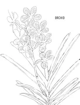 Painted Pink Orchids vector. Stock Illustration