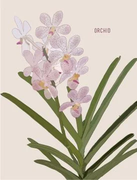 Painted Pink Orchids vector. Stock Illustration