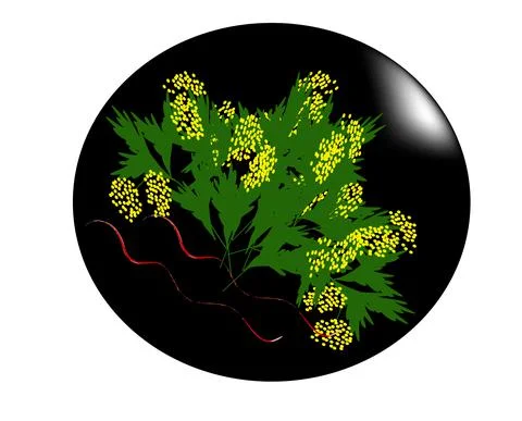 Painted plate mimosa Stock Illustration