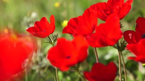Painted red flowers Stock Footage 57651707