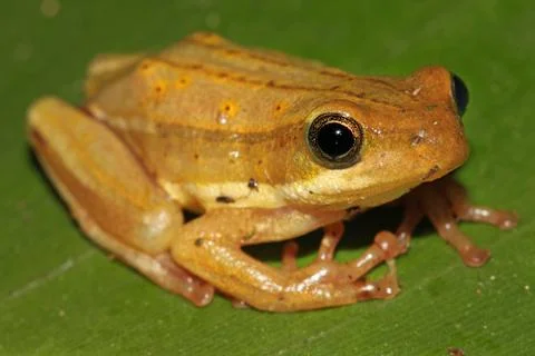 Painted Reed Frog (Hyperolius marmoratus) in Kenya, Africa. Stock Photos