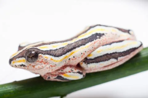 Painted Reed Frog Stock Photos