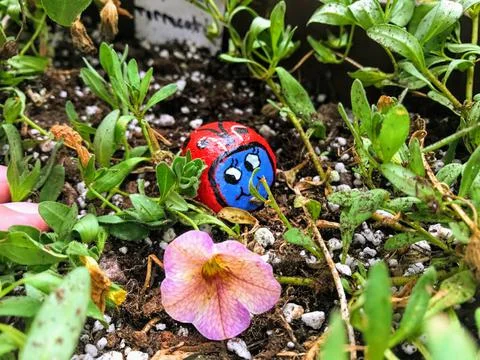 Painted Rock Ladybug Stock Photos