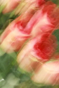 Painted roses Stock Photos