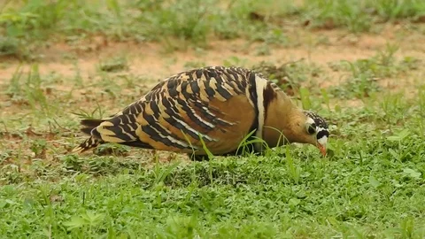 Painted sandgrouse foraging Video stock 112007945
