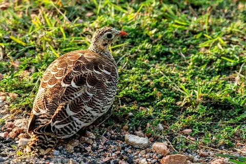 Painted Sandgrouse Foto stock