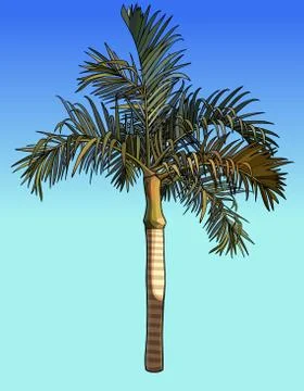 Painted small palm tree with fluffy leaves Stock Illustration