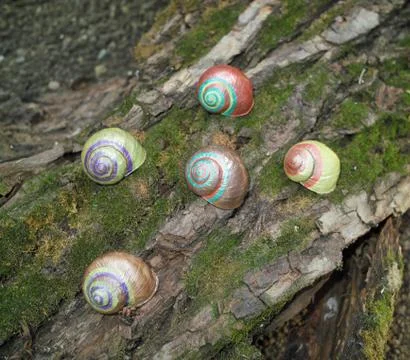 Painted in snail shell Stock Photos