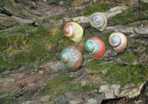 Painted in snail shell Stock Photos