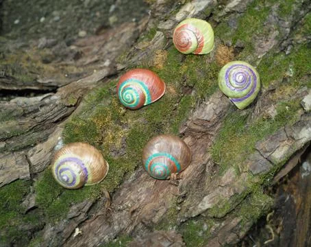 Painted in snail shell Stock Photos