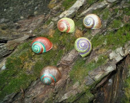 Painted in snail shell Stock Photos