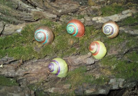 Painted in snail shell Stock Photos