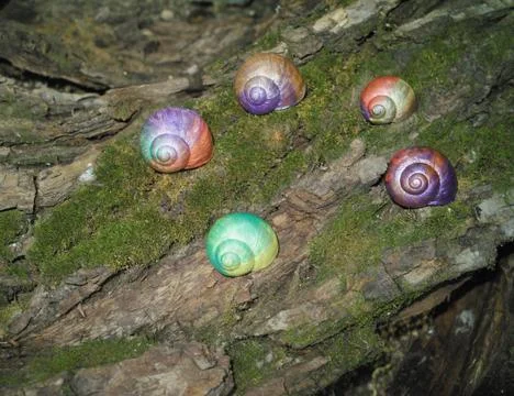 Painted in snail shell Stock Photos