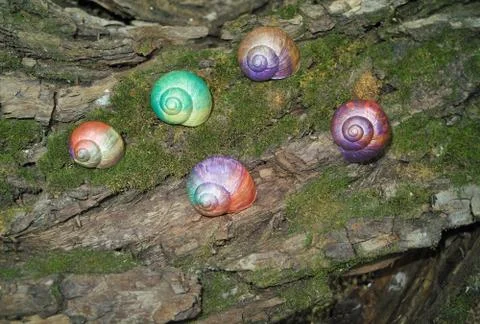 Painted in snail shell Foto stock