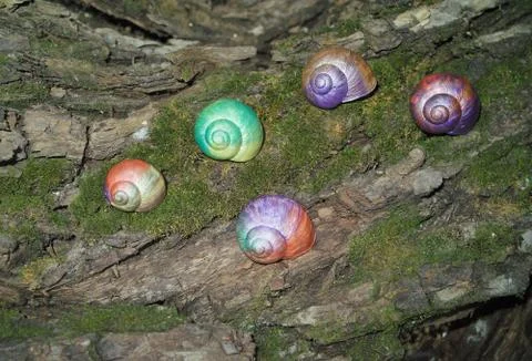 Painted in snail shell Stock Photos