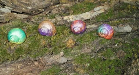 Painted in snail shell Stock Photos