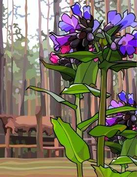 Painted spring flowers of a Lungwort on a forest background Stock Illustration