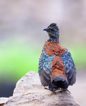 Painted spurfowl Stock Photos