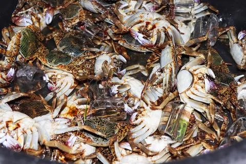 Painted stone crab Stock Photos