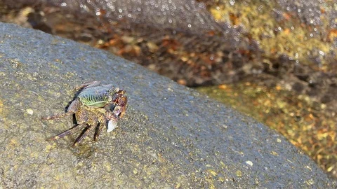 PAINTED STONE CRAB walk on the rocks in the morning Stock-Footage 106986707