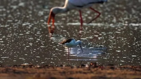 Painted Stork and Small Bird in Water Stock Footage 321836696