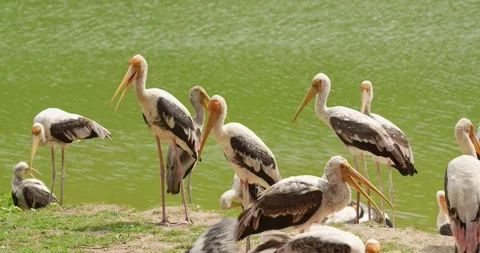 Painted stork bird is a large wader in the stork family. Stock Footage 276497285