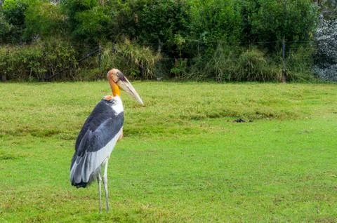 Painted stork bird Stock Photos