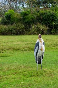 Painted stork bird Stock Photos