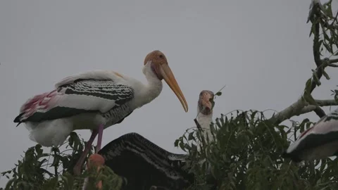 Painted Stork bird on tree top Video stock 202309987