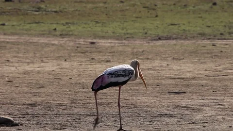 Painted Stork Bird Walking at Sariska India Video stock 86978077