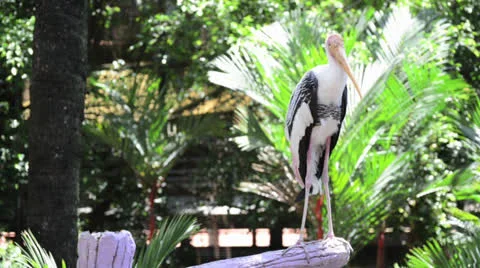 Painted stork on the branch Stock Footage 26319745