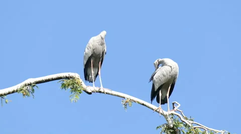 Painted stork on a branch of tree Stock Footage 61704254