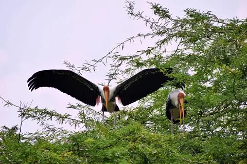 Painted stork displaying broad black and white wings Stock Photos
