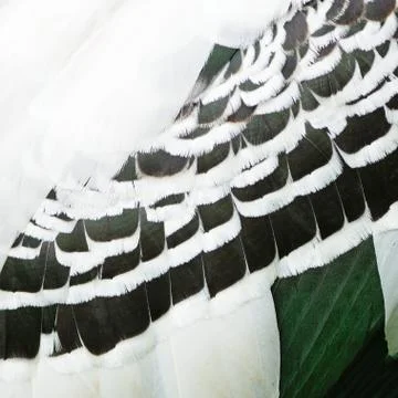 Painted stork feathers Stock Photos