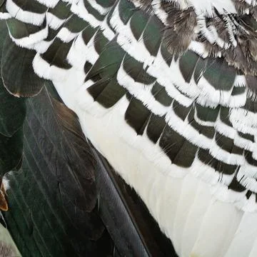 Painted Stork feathers Stock Photos