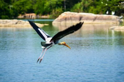 Painted Stork in flight Stock Photos