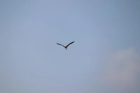 Painted Stork in flight Stock Photos