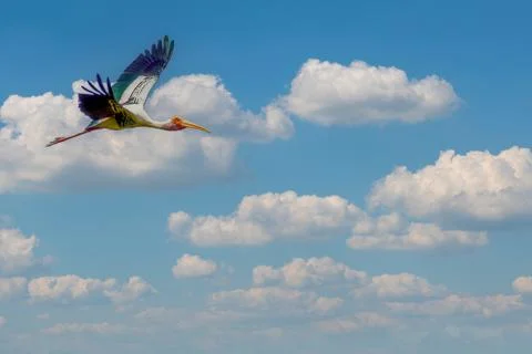 Painted stork in flight Stock Photos