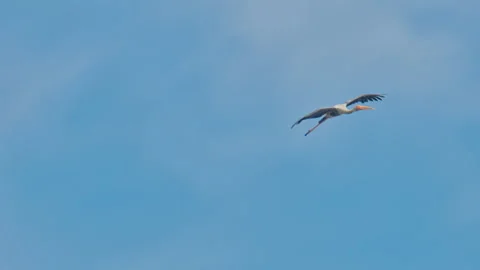 A painted stork flying in the sky. Stock-Footage 339072707