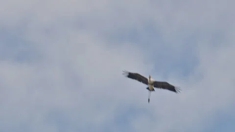 A painted stork flying in the sky in keoladeo bird sanctuary, India. Stock Footage 337702972