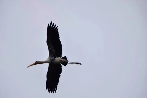 Painted stork flying with wings fully spread Stock Photos
