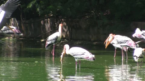 Painted Stork 動画素材 8788733