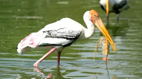 Painted Stork Stock Footage 12235831