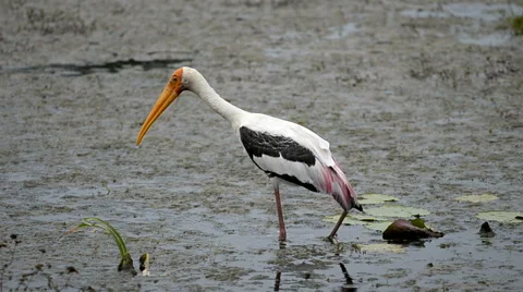Painted stork Video stock 50634706