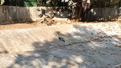 Painted stork Stock Footage 150892710