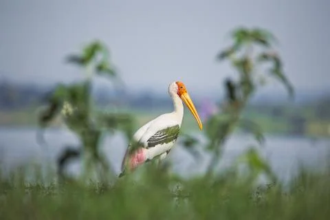 Painted Stork in the marsh Stock Photos
