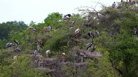 Painted Stork nesting colony, in Yala National Park. Stock Footage 321476722