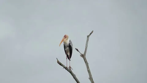 Painted Stork Perched High Stock Footage 227075686