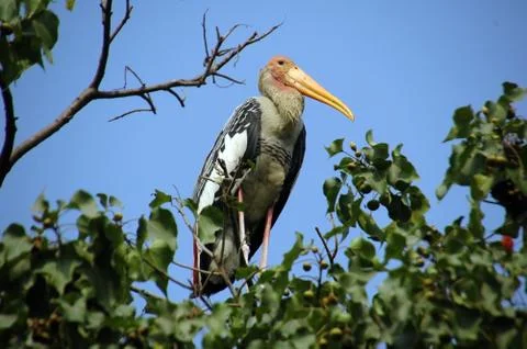 Painted stork Stock Photos