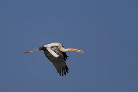 Painted stork Stock Photos
